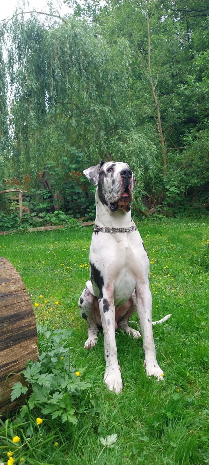 Deckrüde Deutsche Dogge