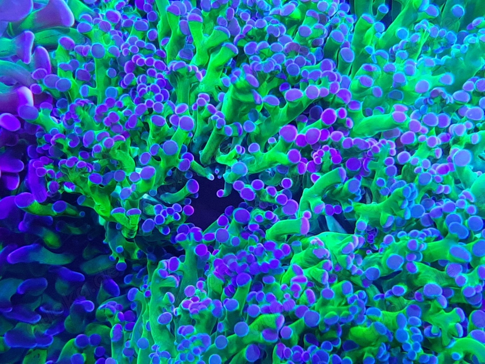 Lps koralle euphyllia paradivisa 'bicolor'
