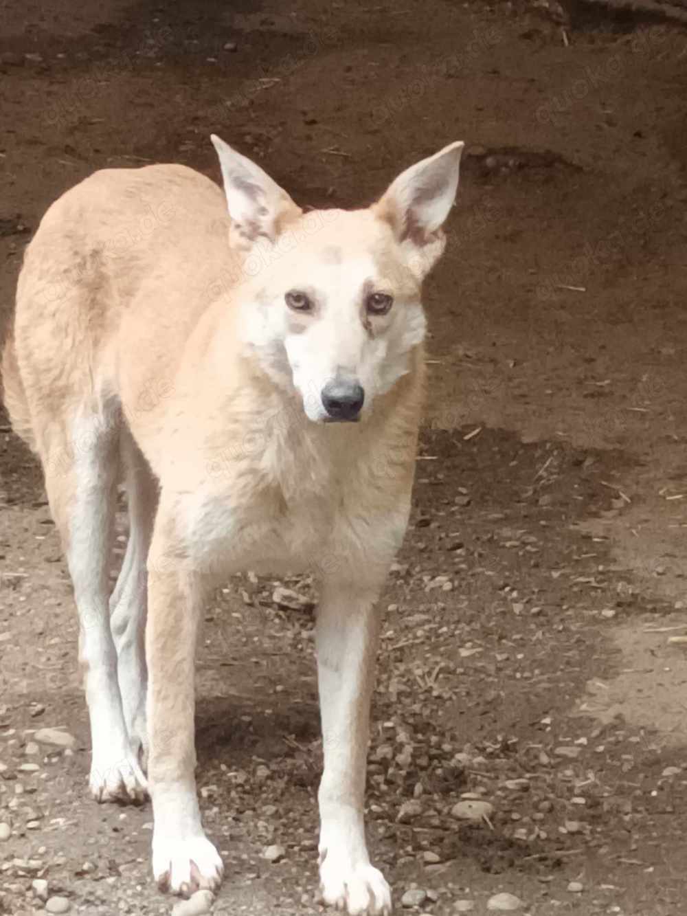 Fanny - liebevolle Maus sucht endlich ein Körbchen