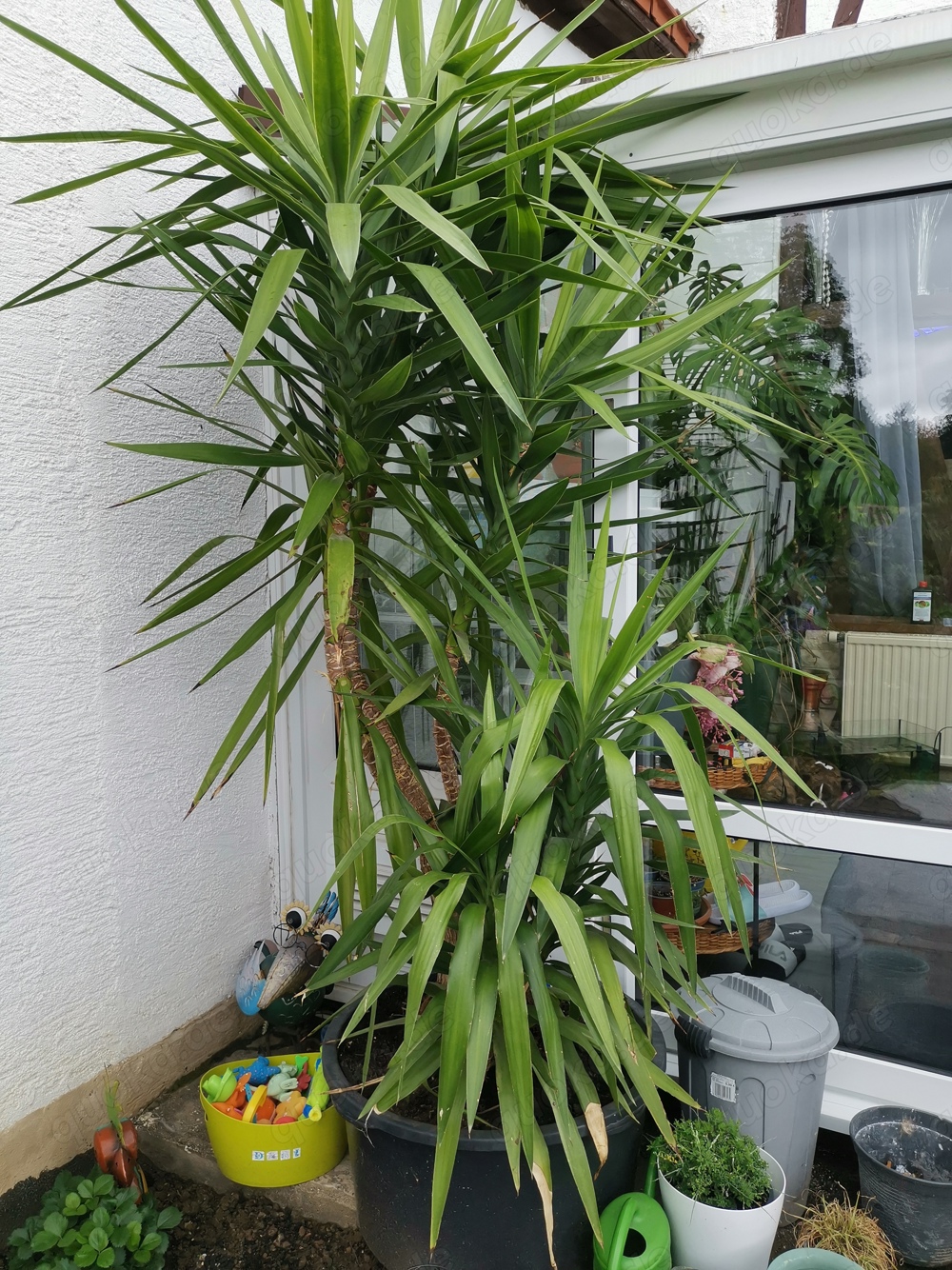 Pflanze, Riesen-Palmlilie 