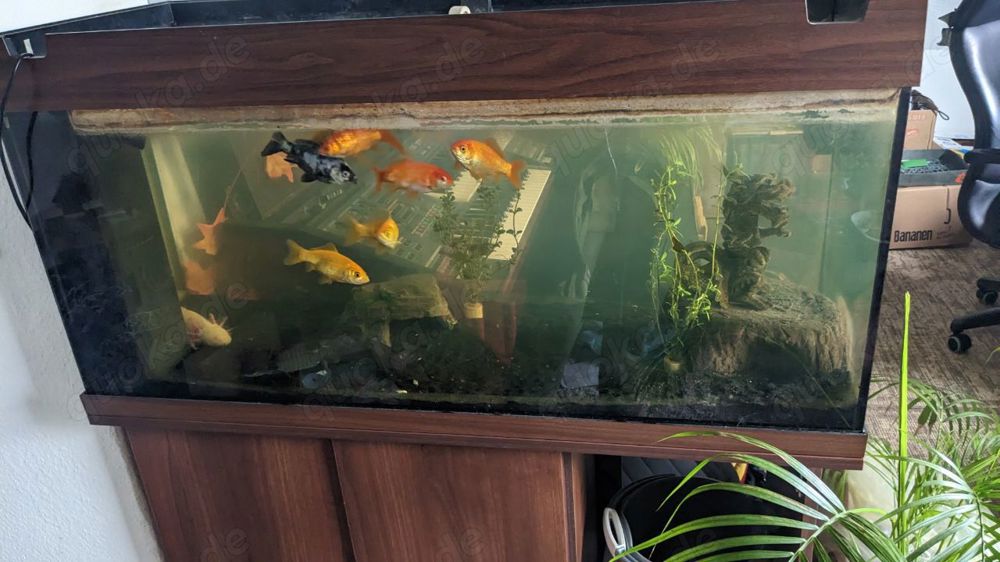 Axolotl & Fische mit und ohne Aquarium