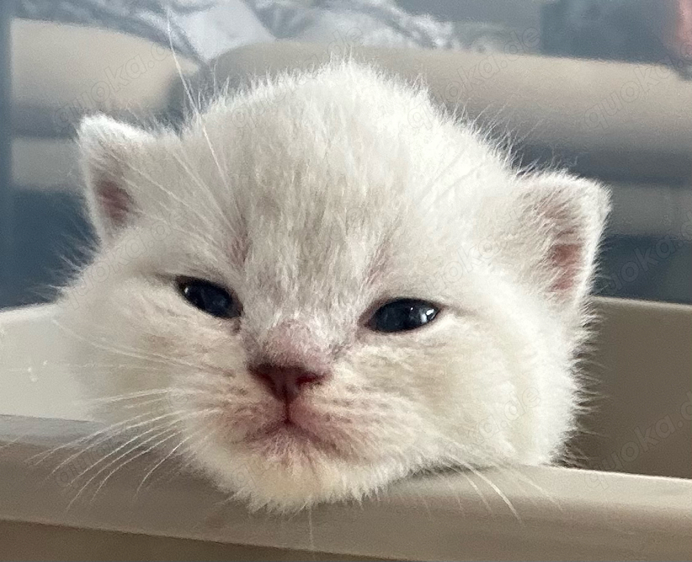 Britisch Kurzhaar Kitten zu verkaufen