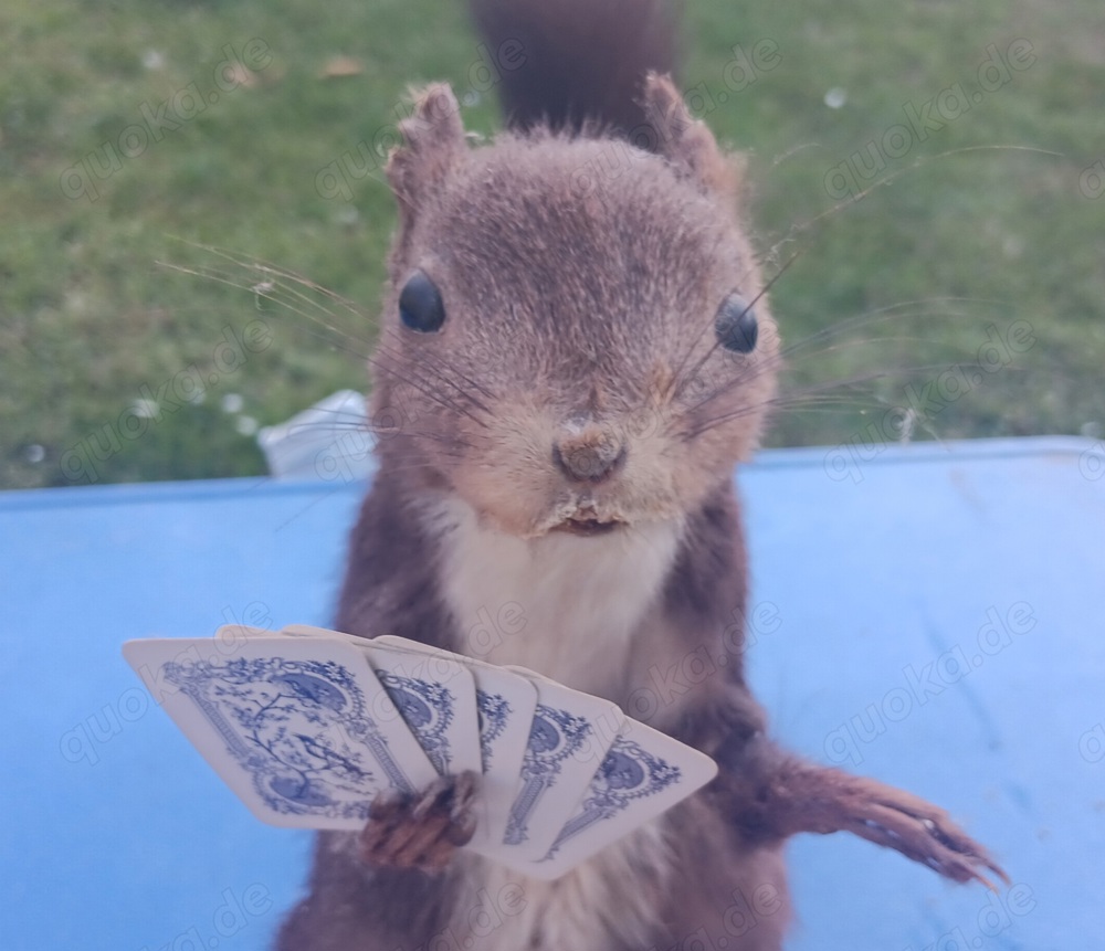  2 Einhörnchen beim Kartenspieln Tierpräparat