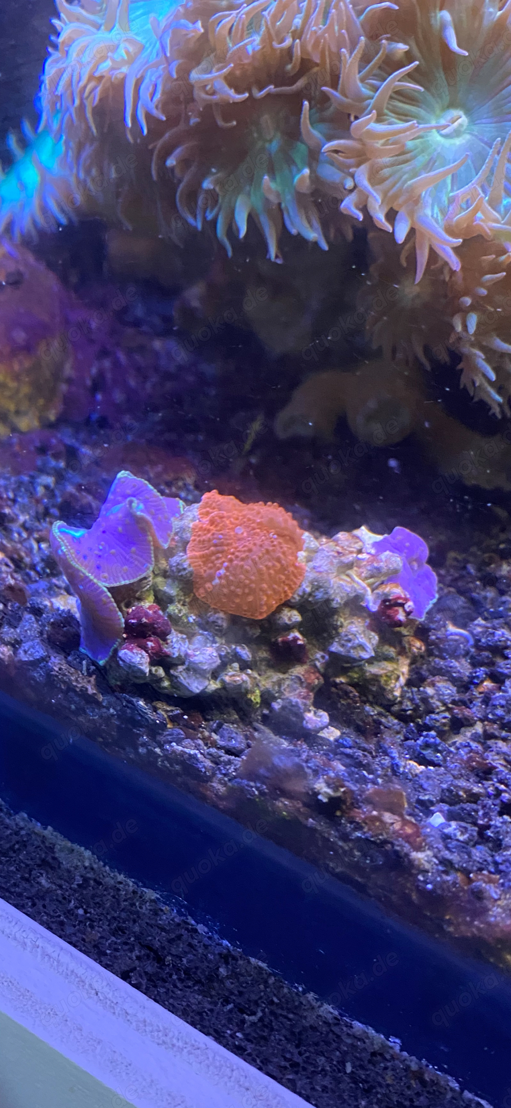 rote und blaue Scheibenanemonne Korallen