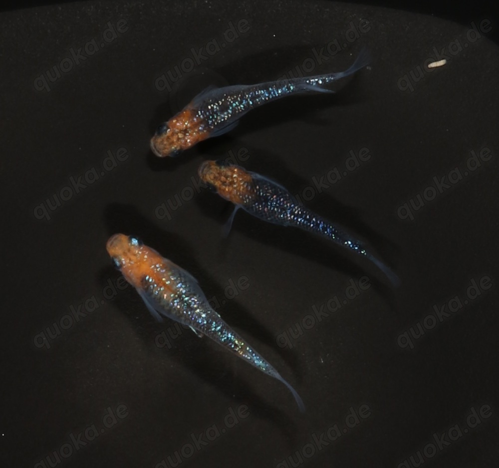 Medaka Aurora Yellow Lame "Orange Head Dark Body" - Oryzias