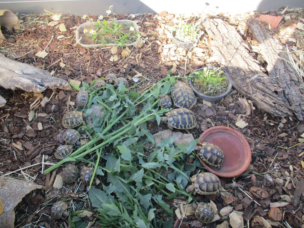 Junge  Landschildkröten zu verkaufen