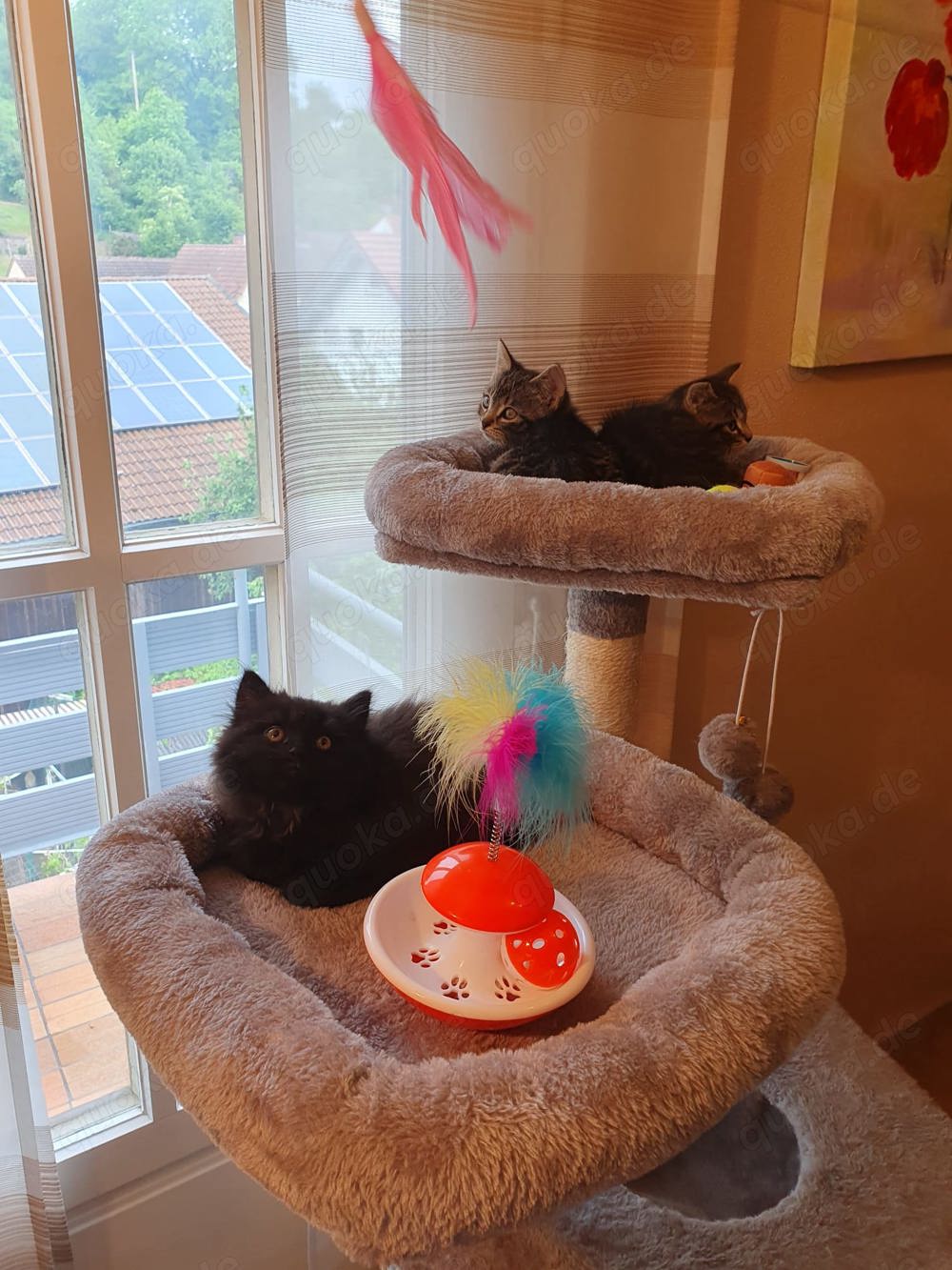 Drei süße Kitten zum Verkauf