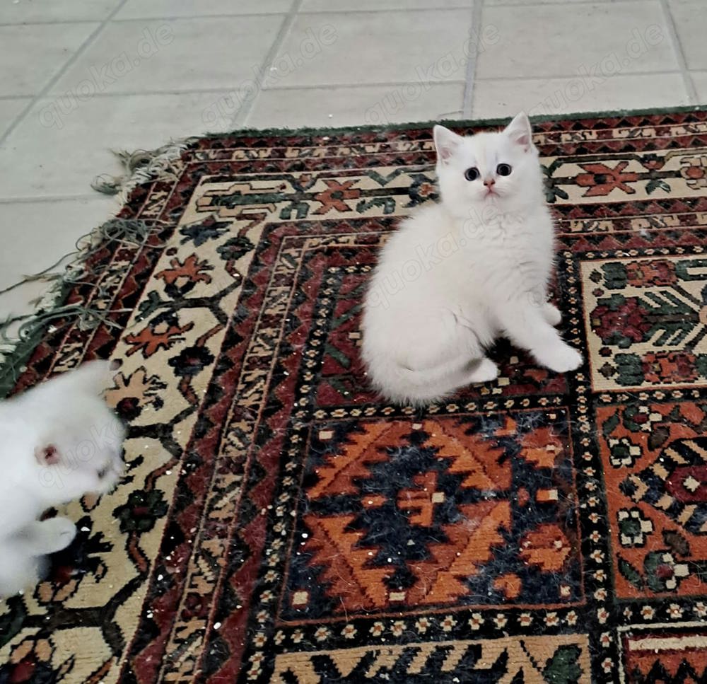 BKH Kitten Reinrassig Weiß Abholbereit 