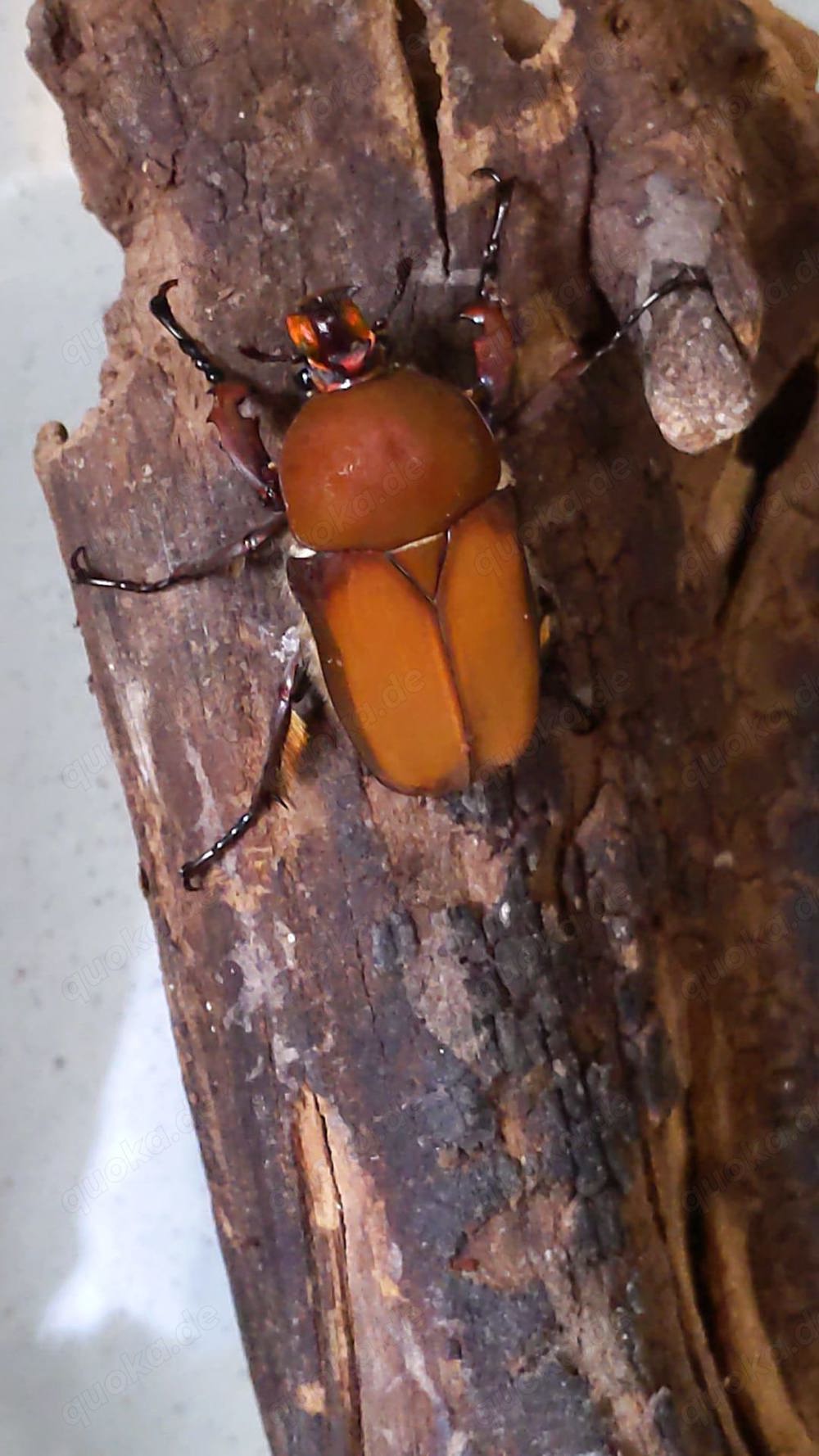 Käfer Larven Compsocephalus dohertyi
