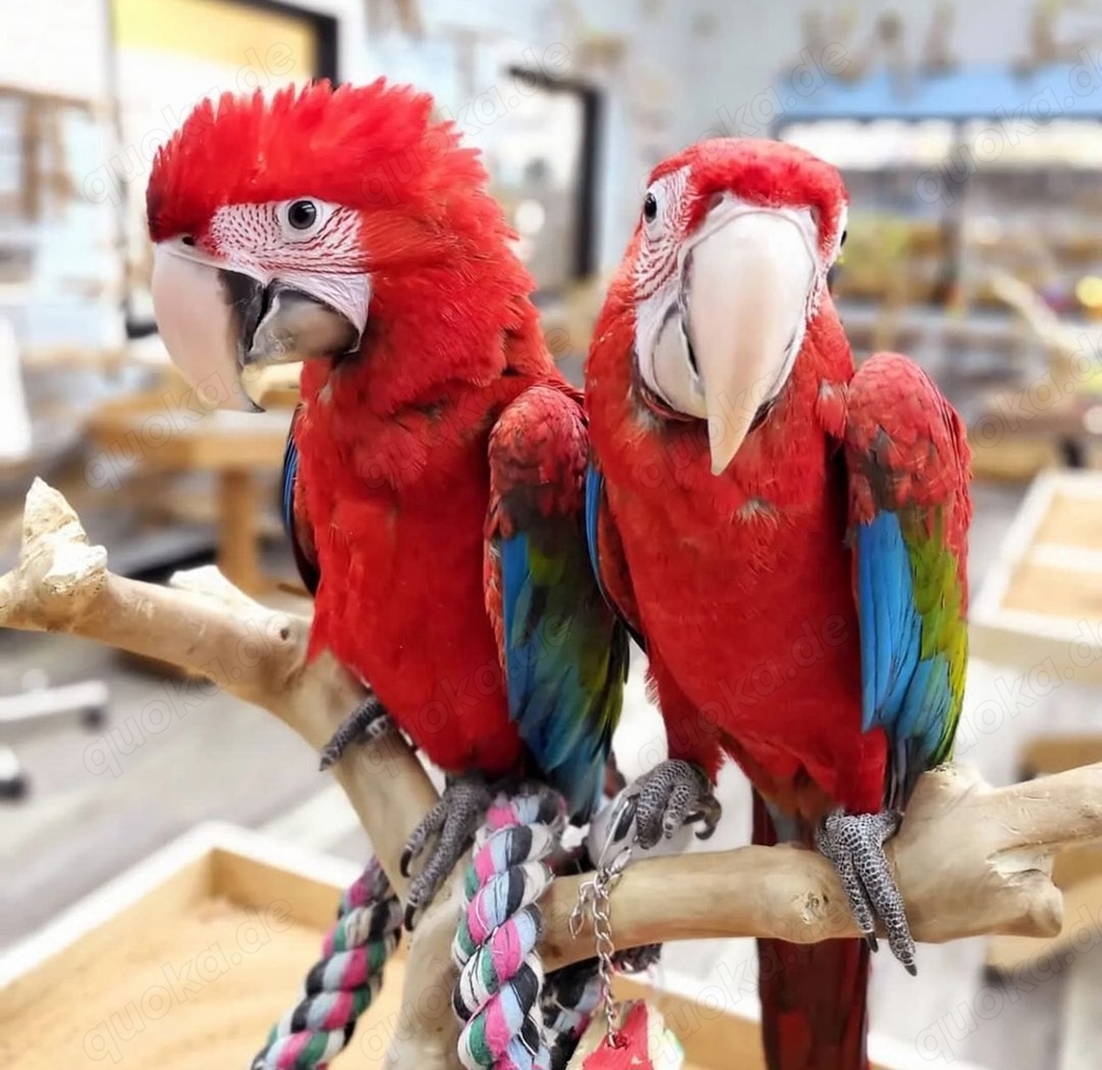 Papagei zu Verkaufen 