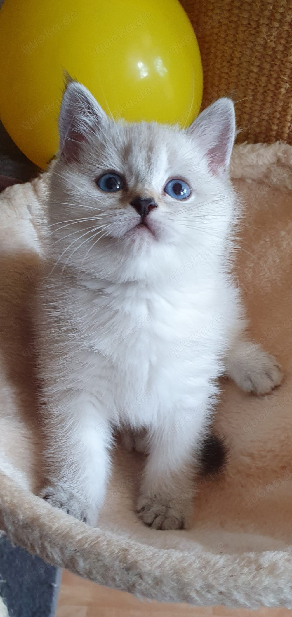 BKH Kitten in Point Silber shaded  Creme  blaue Augen 