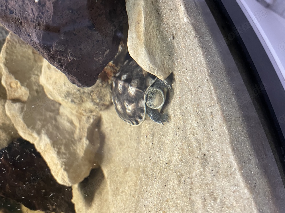 Wasserschildkröte  Chinesische Streifenschildkröte  in gute Hände abzugeben