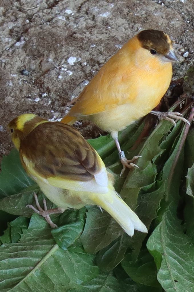 Verkaufe junge Kanarienvögel