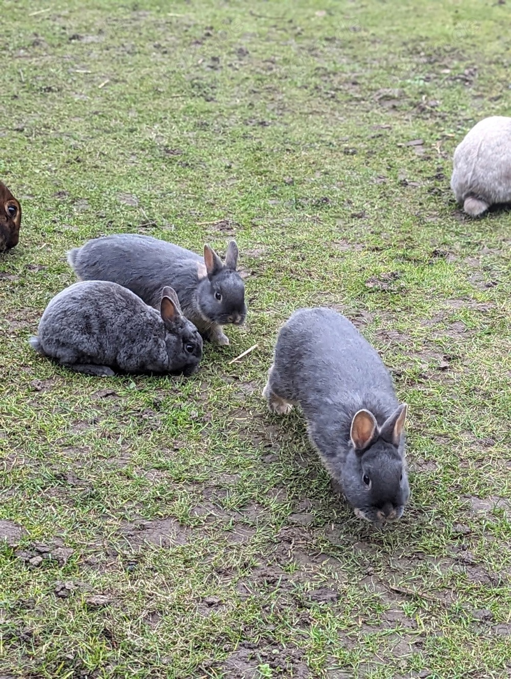 Kaninchen Jungtiere geimpft 