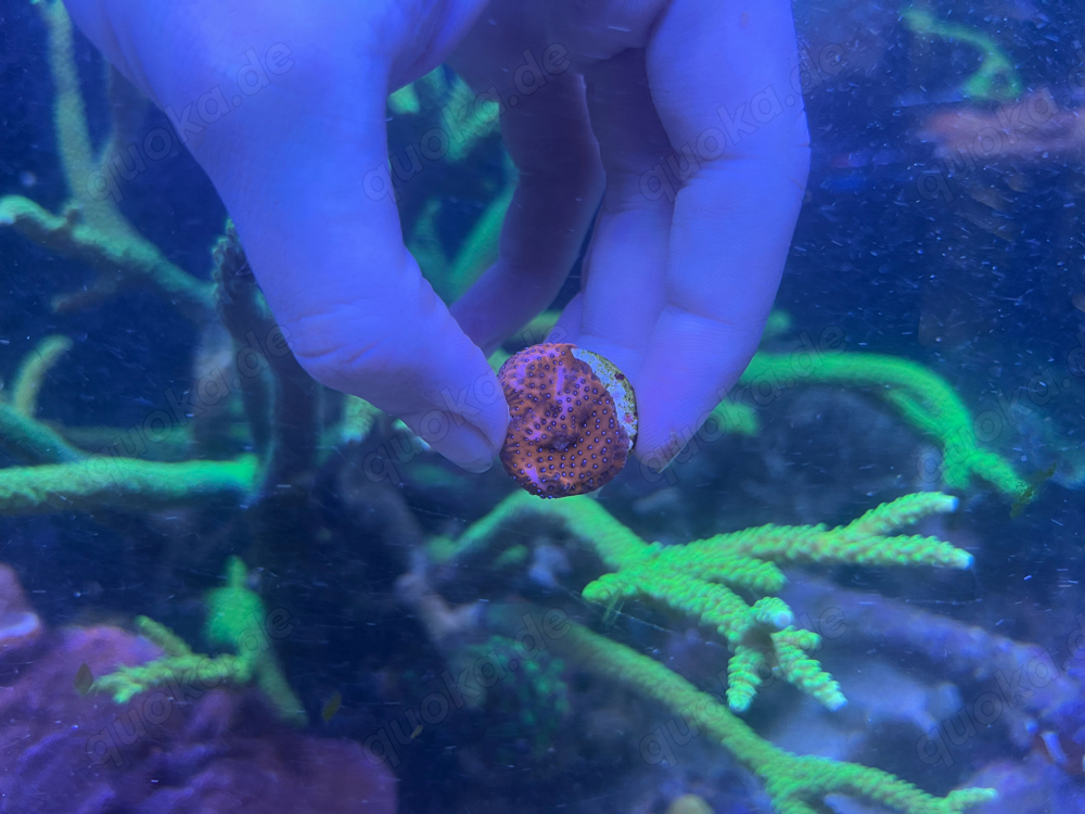 Zoanthus Mind Trick Seduction Stratospher Korallen