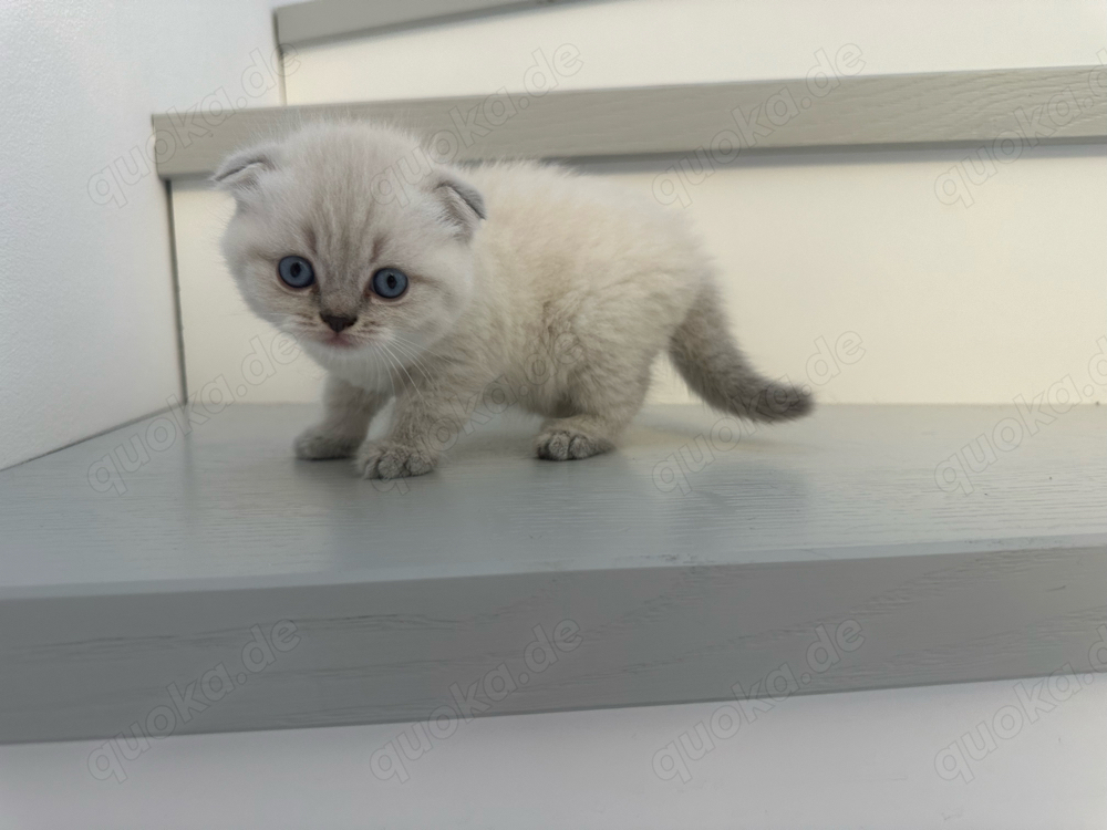 4 zuckersüsse British Kurzhaar Kitten suchen ein neues liebevolles zuhause 