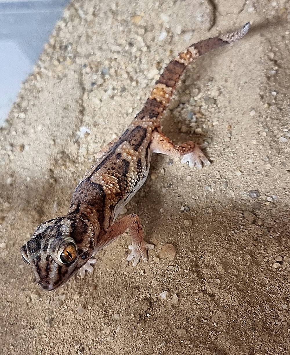 geckos 