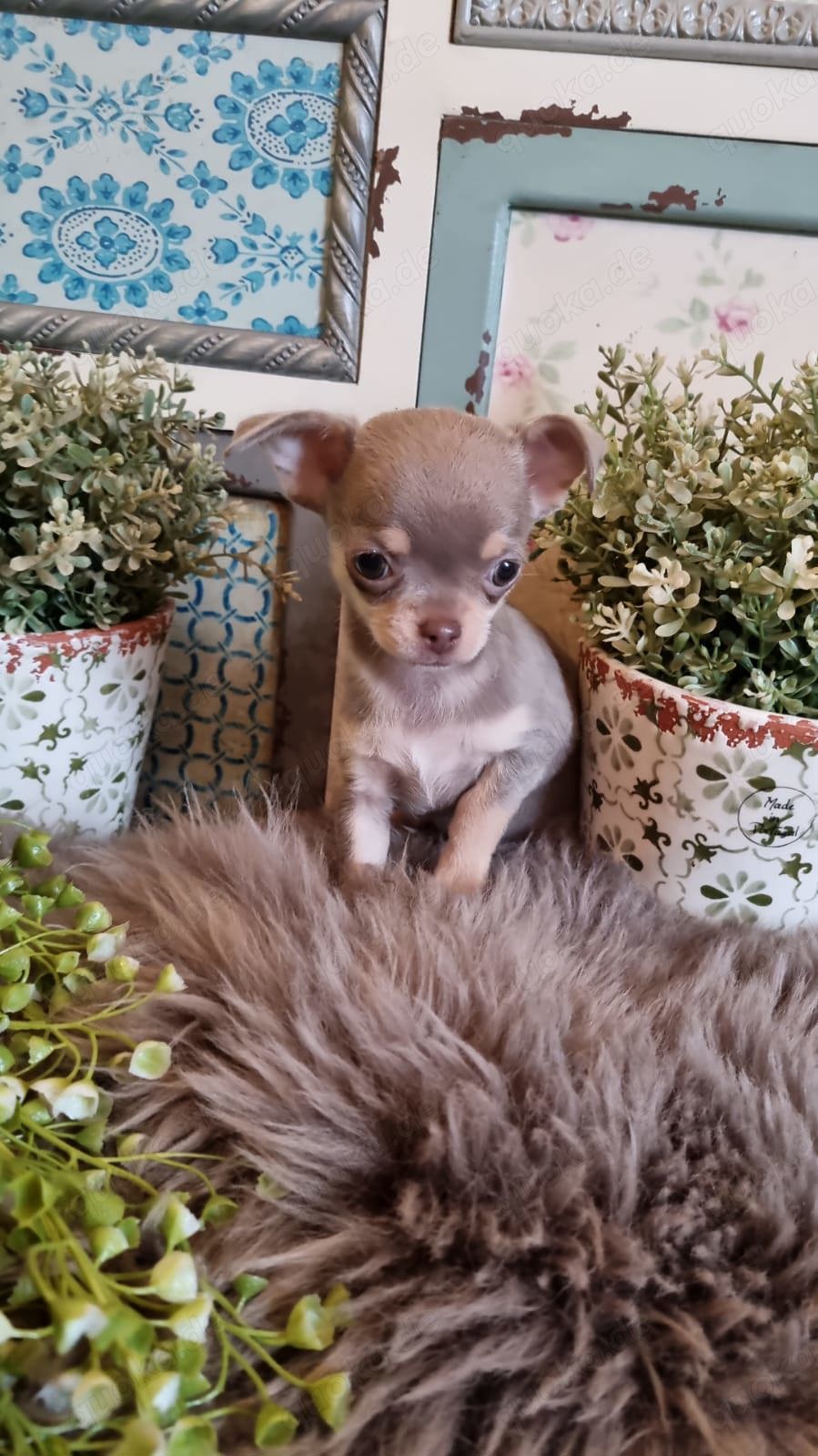 Chihuahua Welpen in Lilac tan