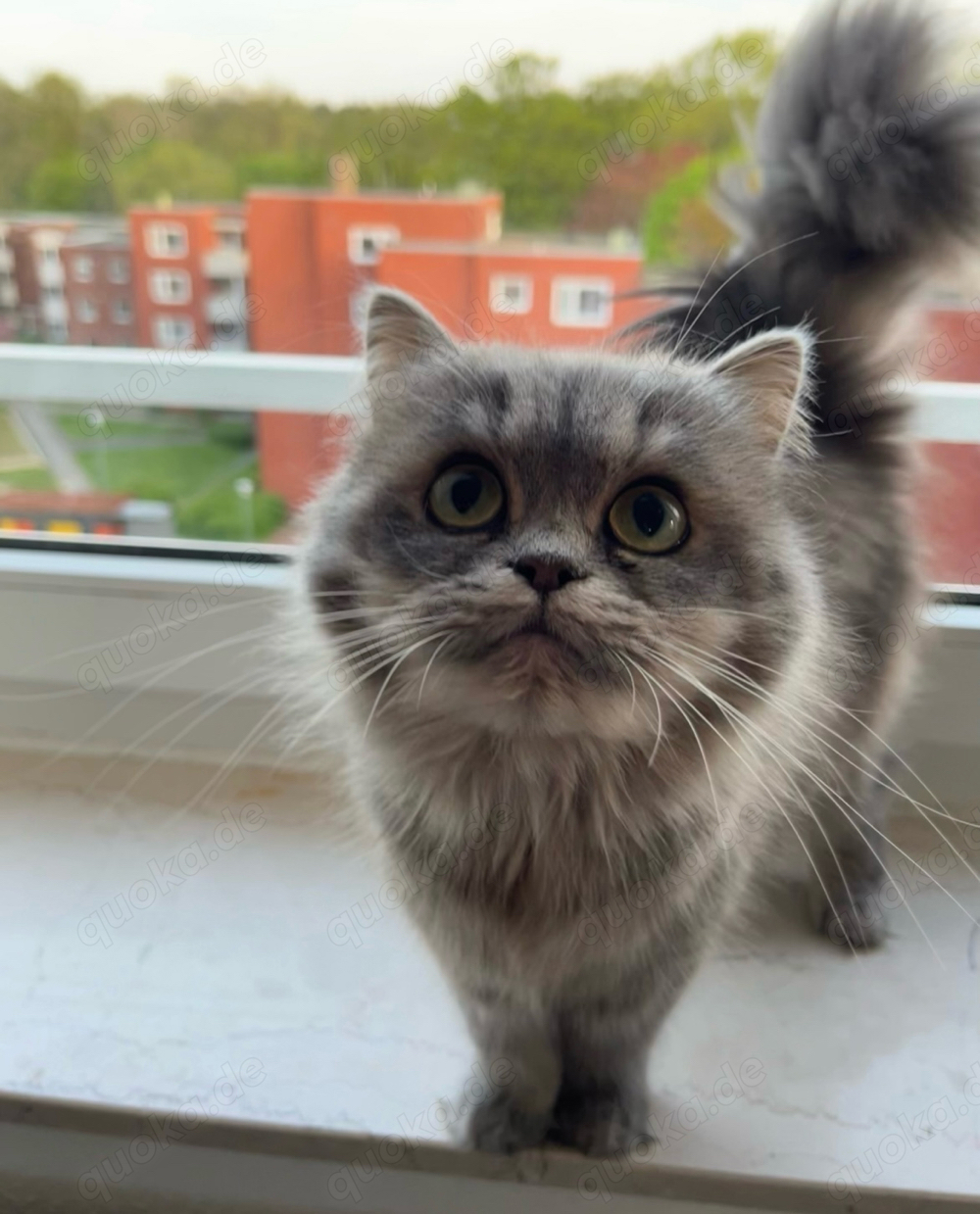 Ein wunderschönes Britische lang Haar Katze sucht ein neues Zuhause