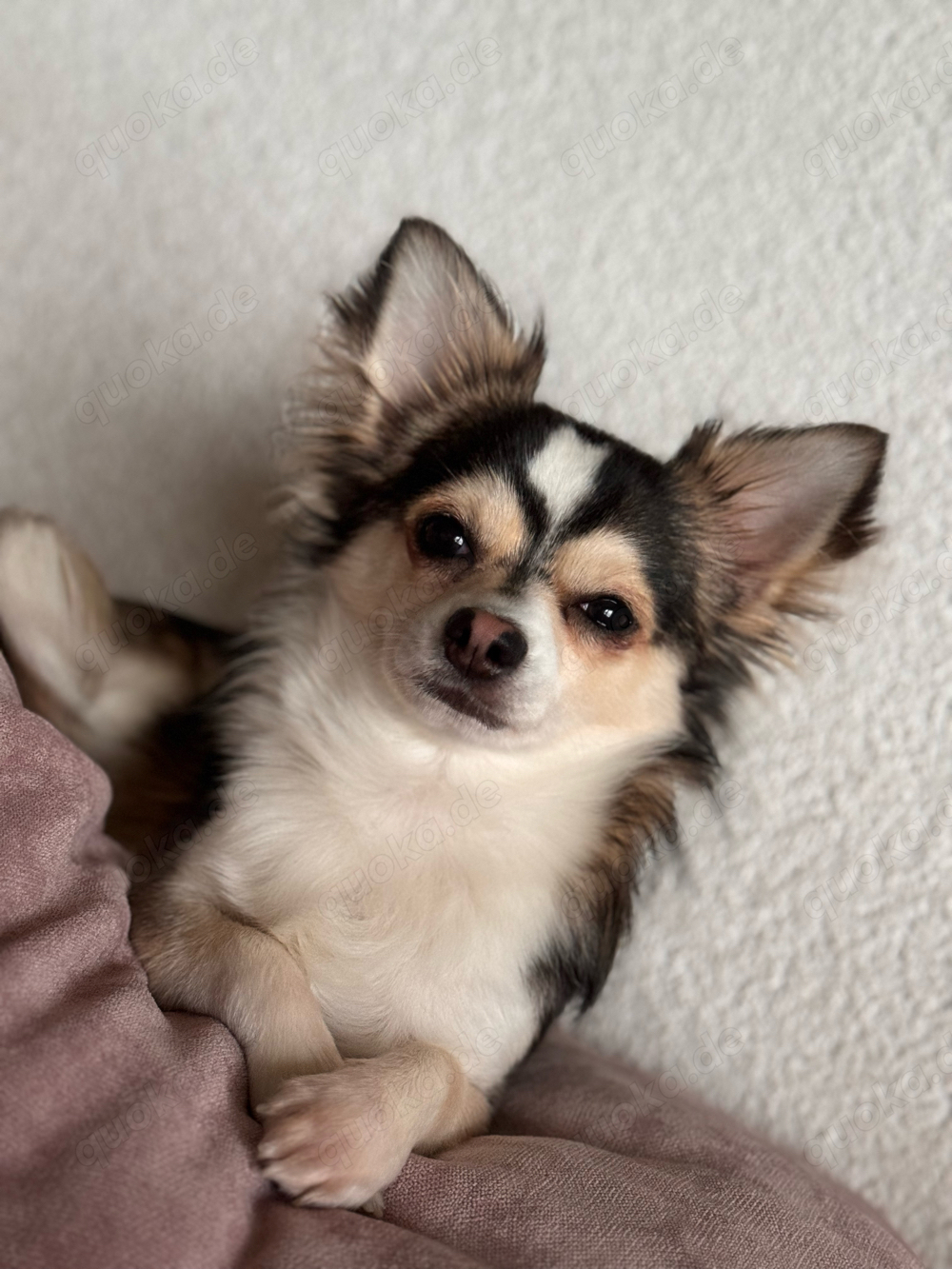 Chihuahua Langhaar Deckrüde