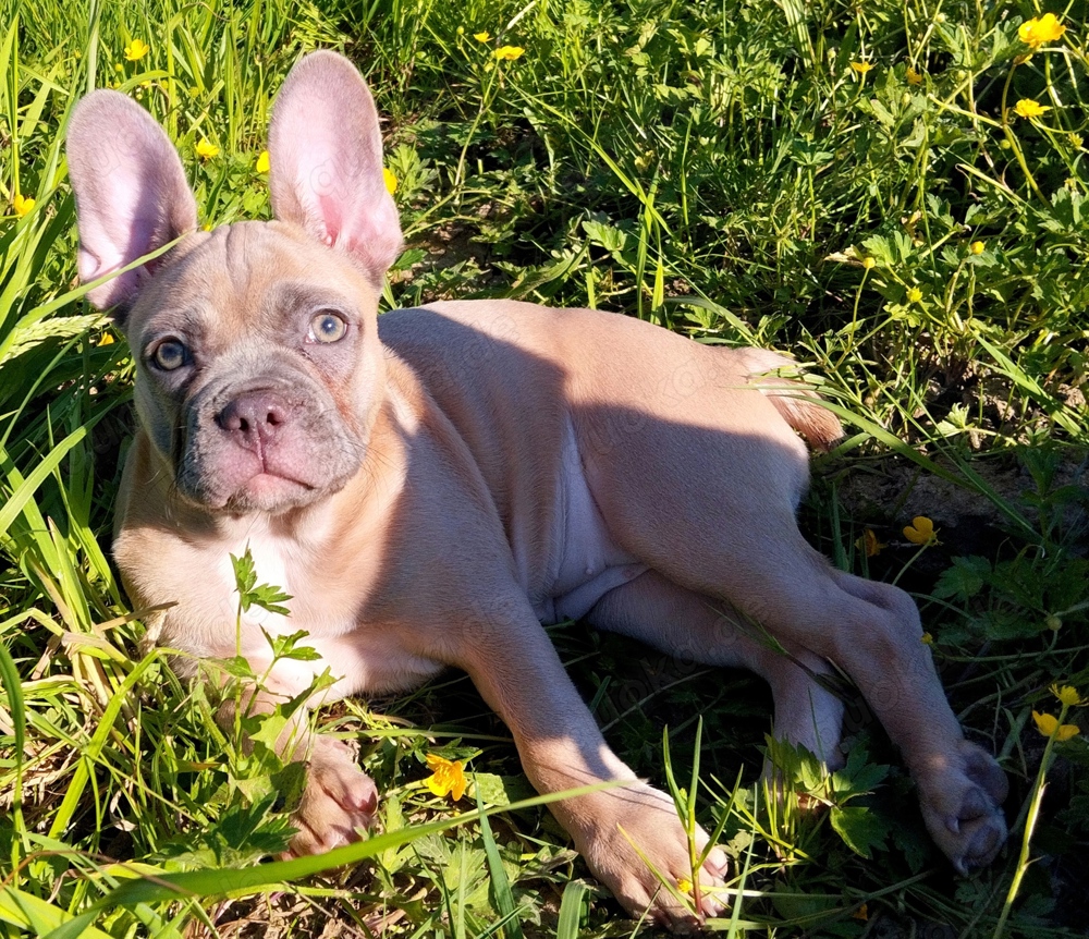 Sportliche Französische Bulldoggen Welpen mit ausgeprägter Nase und beweglicher Rute