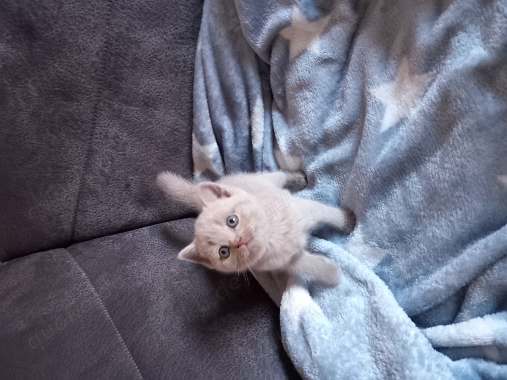 BKH Kitten Reinrassig Britisch Kurzhaar Baby Katze Mädchen 
