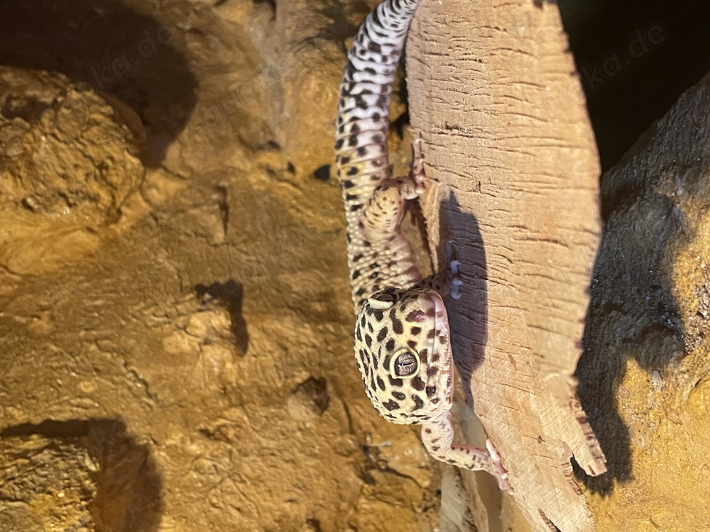 Männlicher Leopardgecko 