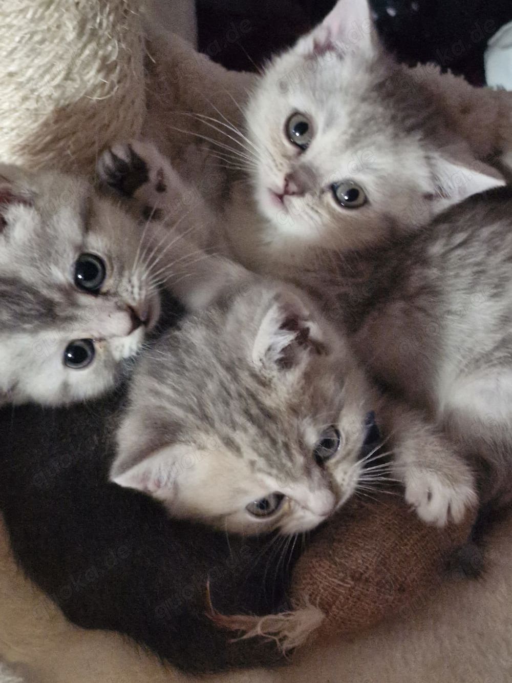 Süße BKH Kitten suchen neues Zuhause 