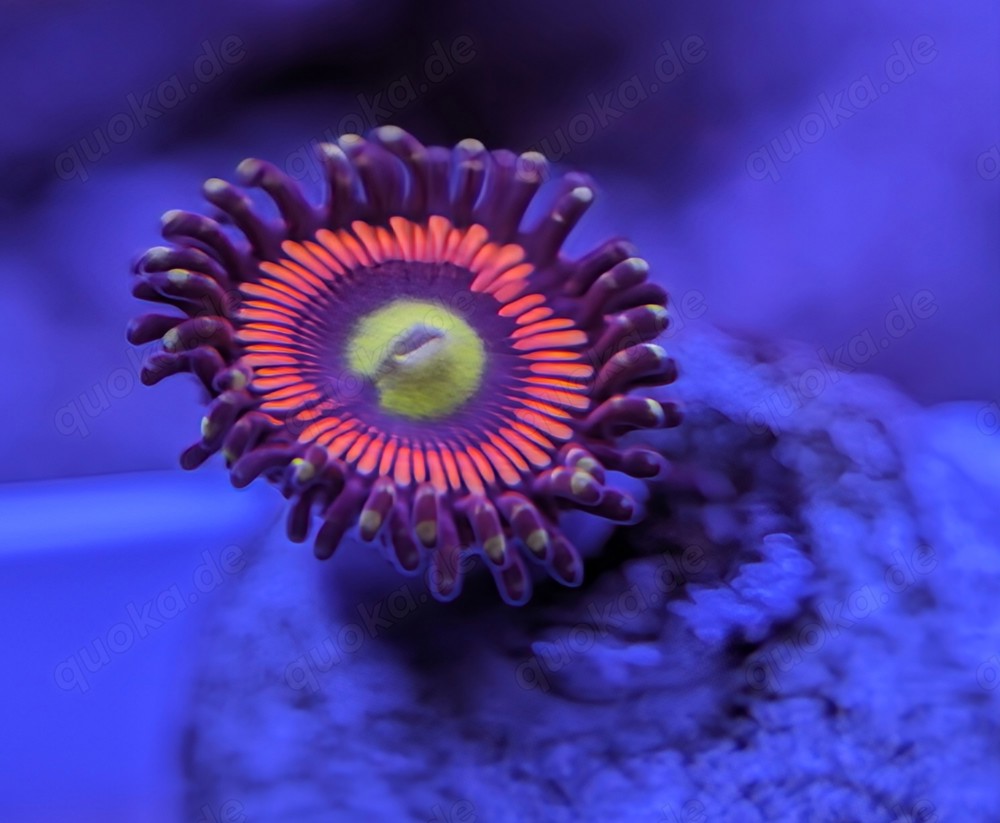 Korallenableger Zoanthus 