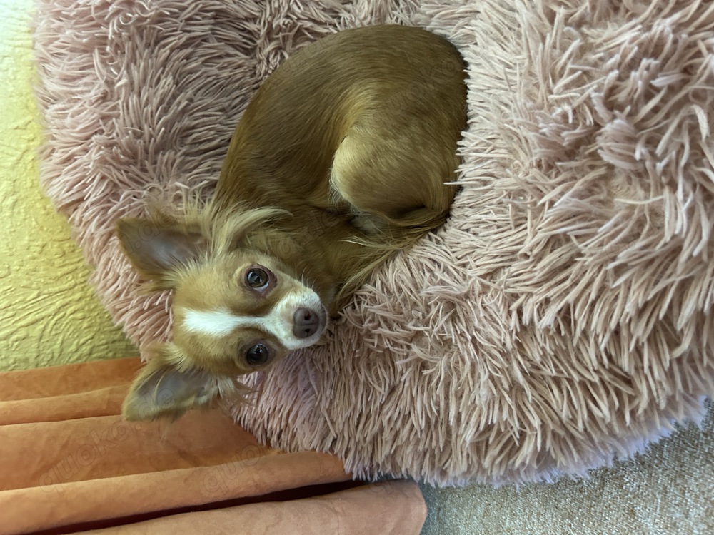 Chihuahua Dame 