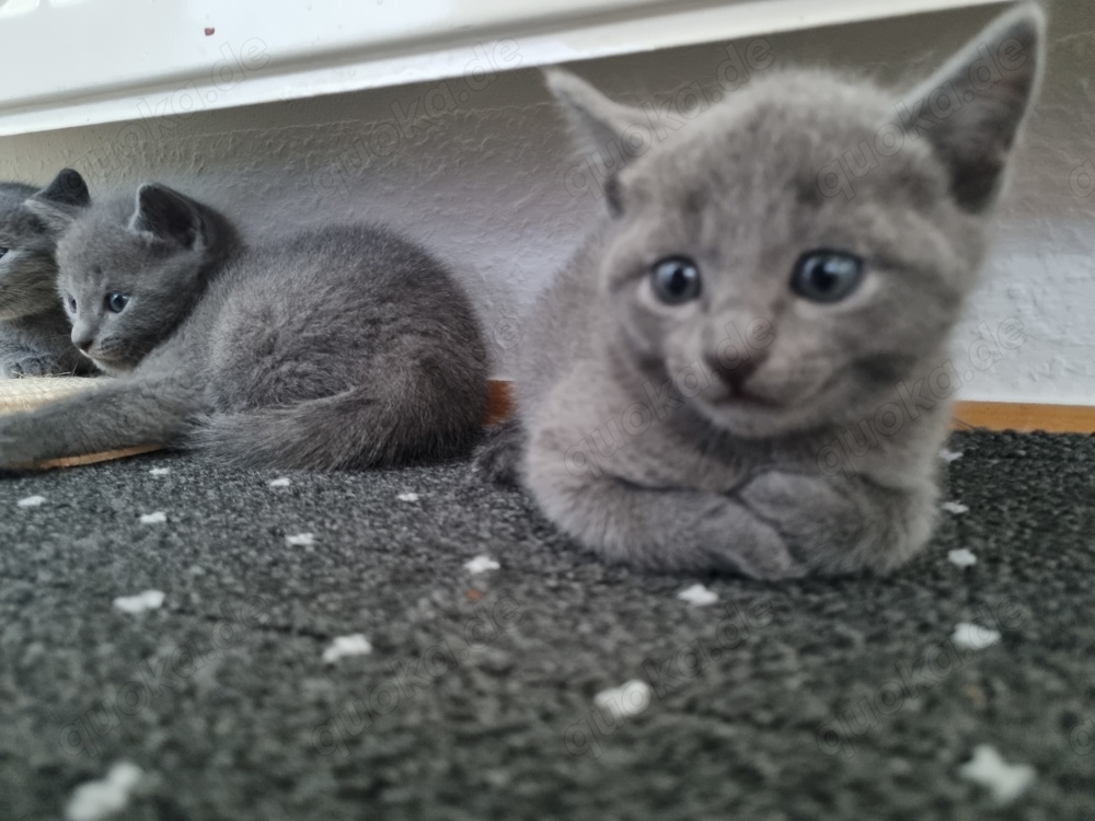 Wunderschöne Russisch Blau Kitten 