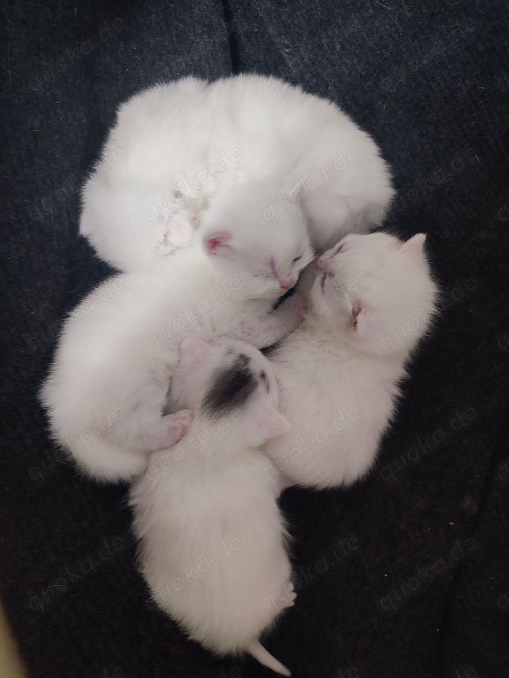 BKH Kitten in weiß, reinrassige , kitten, kater