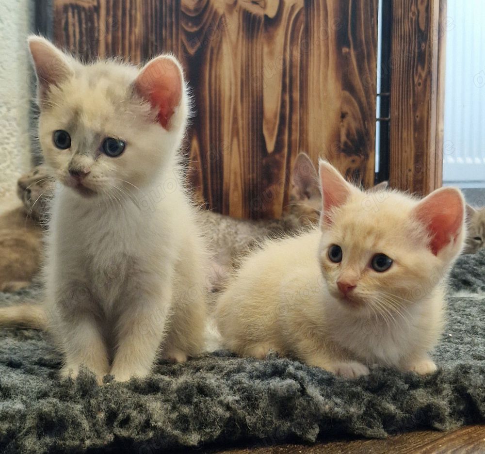 Süsse Burma-Devon Rex Mix Kitten können ab 7. Juni umziehen 