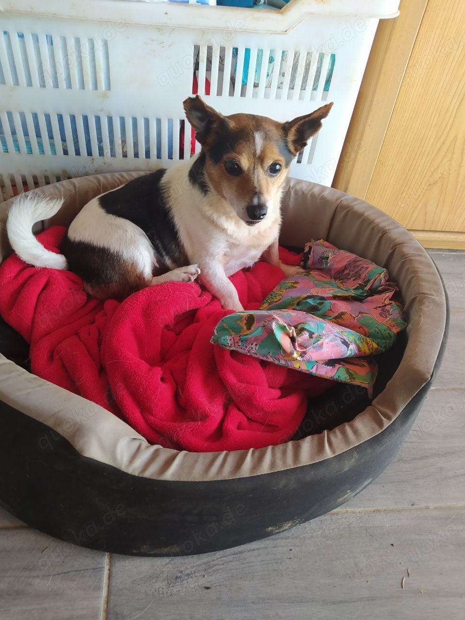 Jack Russel Rüde 8J 8kg 25cm sozialisiert blind superlieb  Ausreise nach Adoption BUNDESWEIT