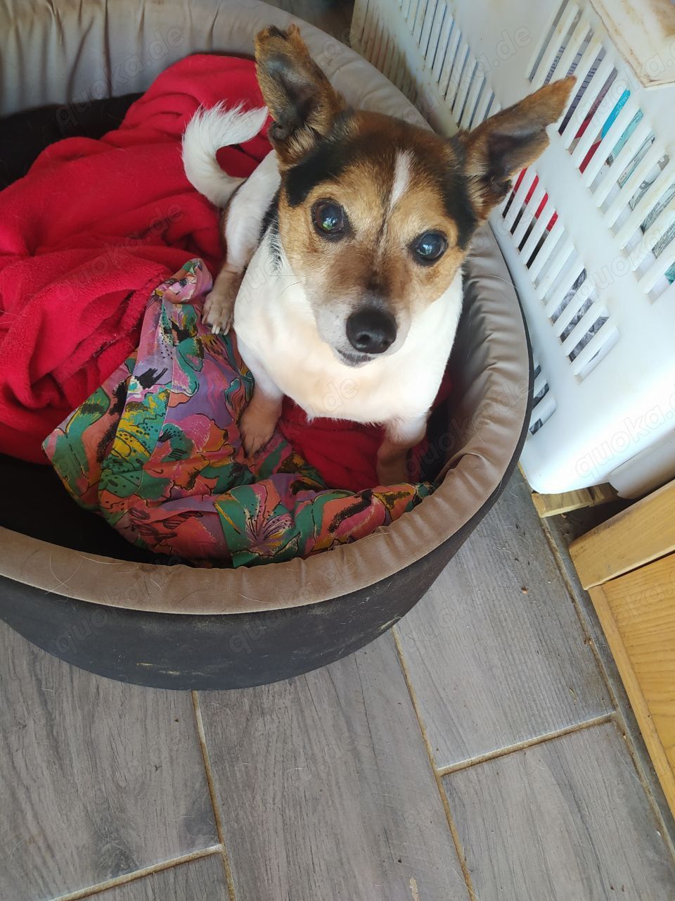Jack Russel Rüde 7j 8kg BLIND Ausreise nach Adoption 