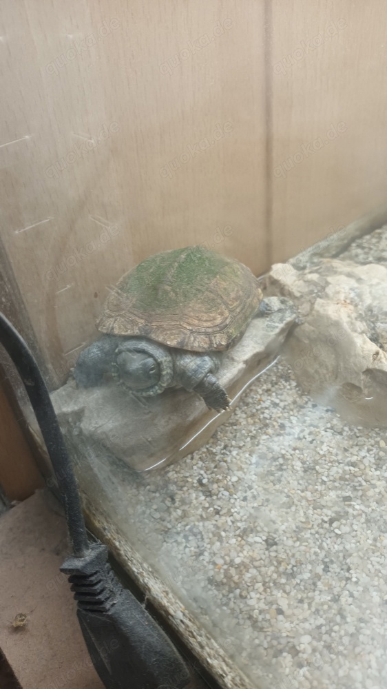 Dreikielschildkröte