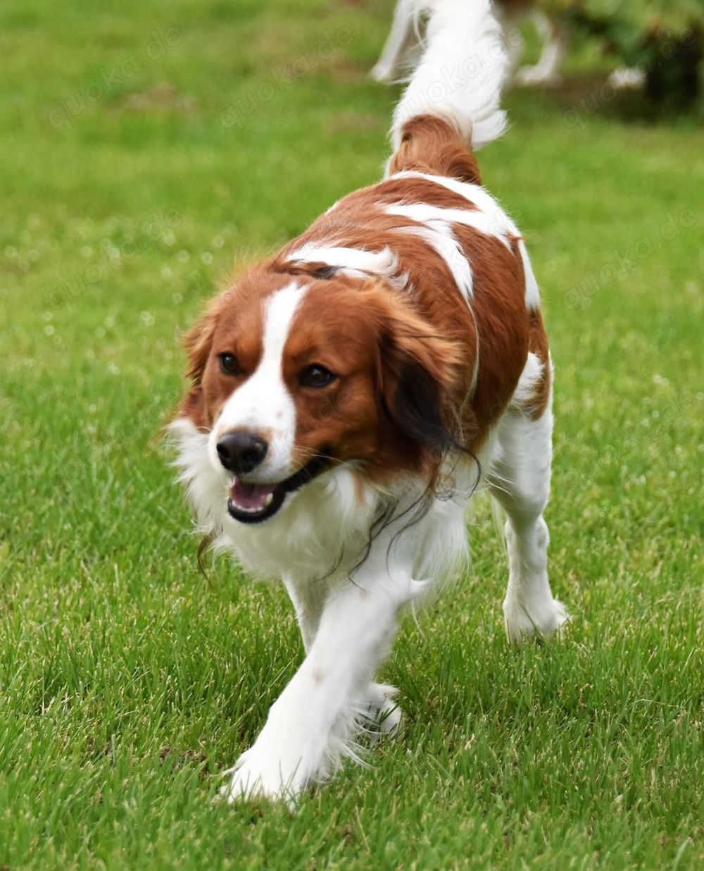 Nederlandse Kooikerhondje Rüde 1 jahr jung