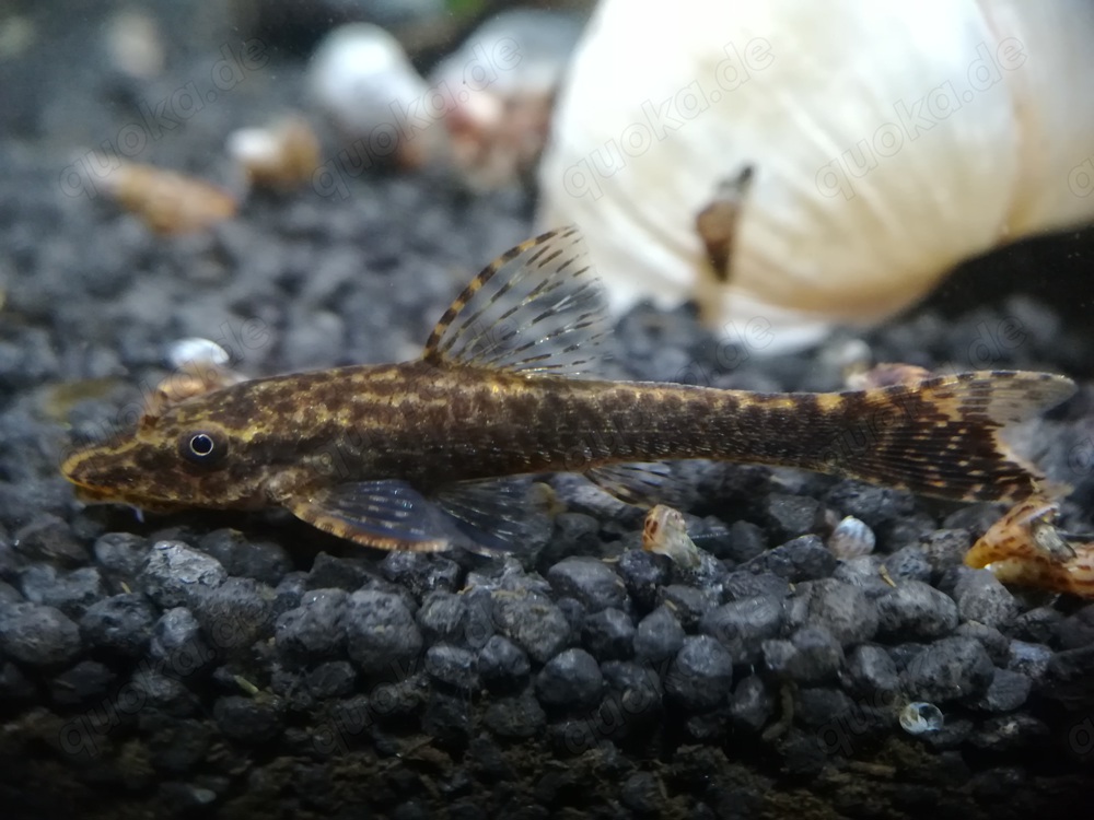 Brauner Ohrgitterharnischwels - Otocinclus - Welse - O. piribebuy