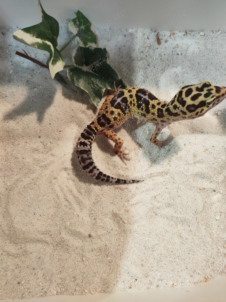 0.1 Leopard-Gecko