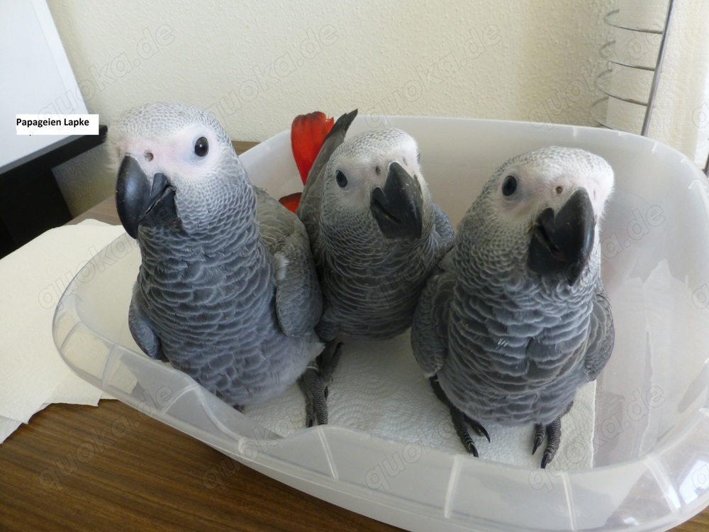 Kongo-Graupapageienbabys, super zahm und sehr lieb.
