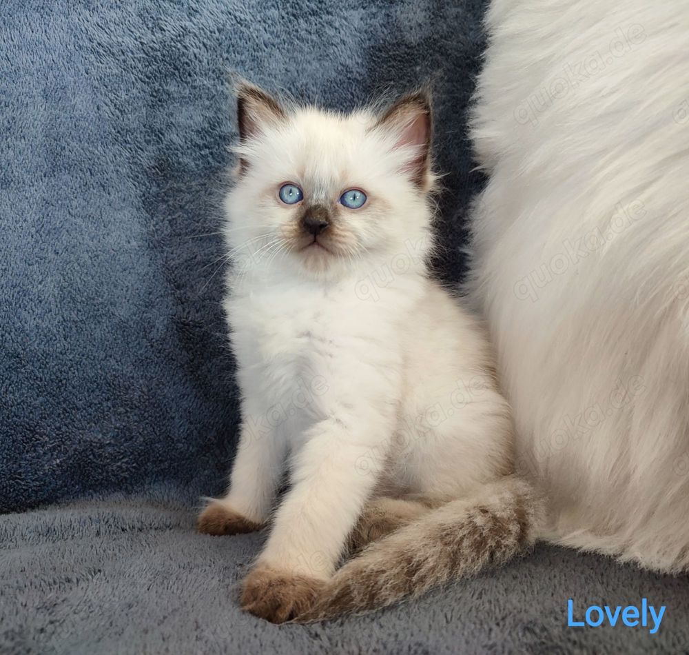 Unsere wunderschönen Ragdoll Kitten suchen eine liebevolle Familie