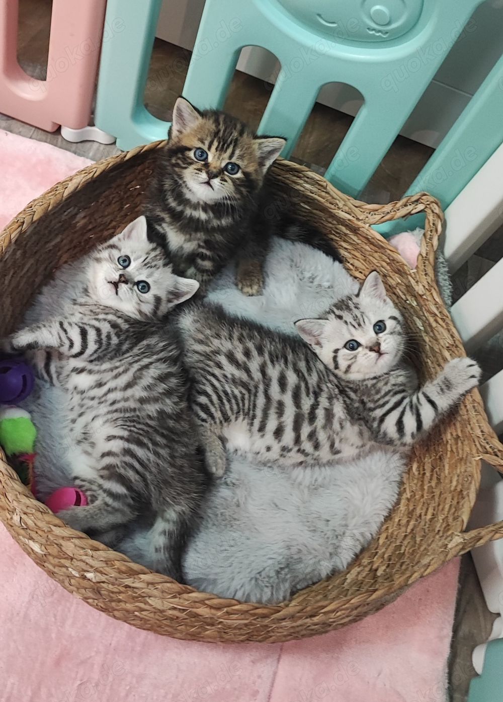 Bkh Kitten reinrassig, Kätzchen, Katzenbabys 