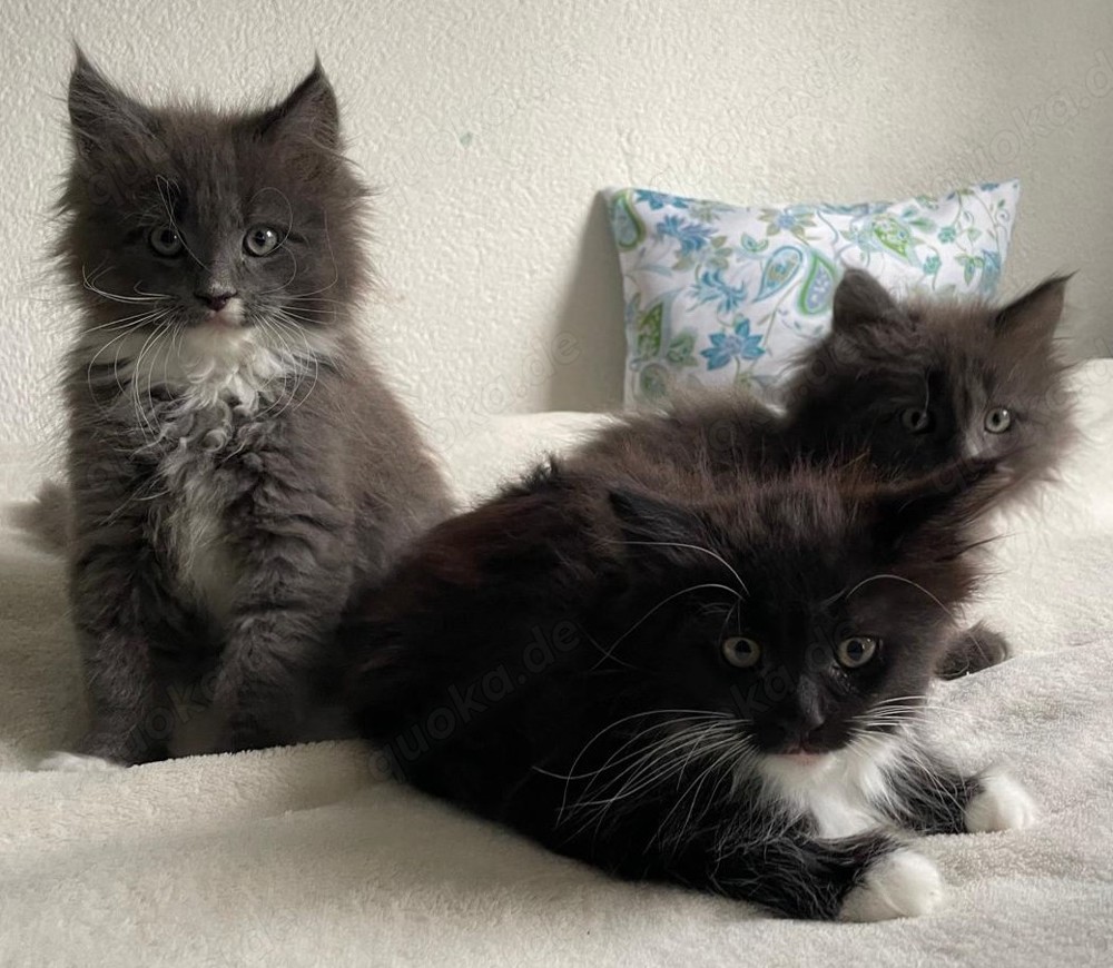 XXL Maine Coon Kitten suchen neues liebevolles Zuhause