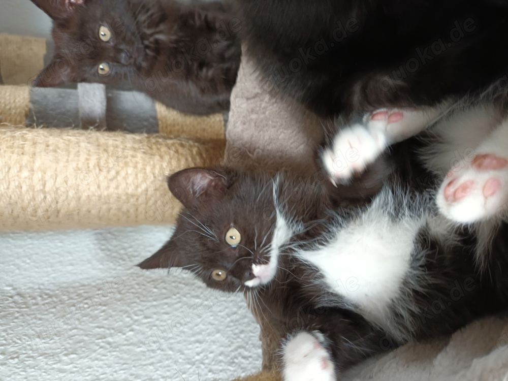 BKH-Kitten, schwarz, schwarz-weiss