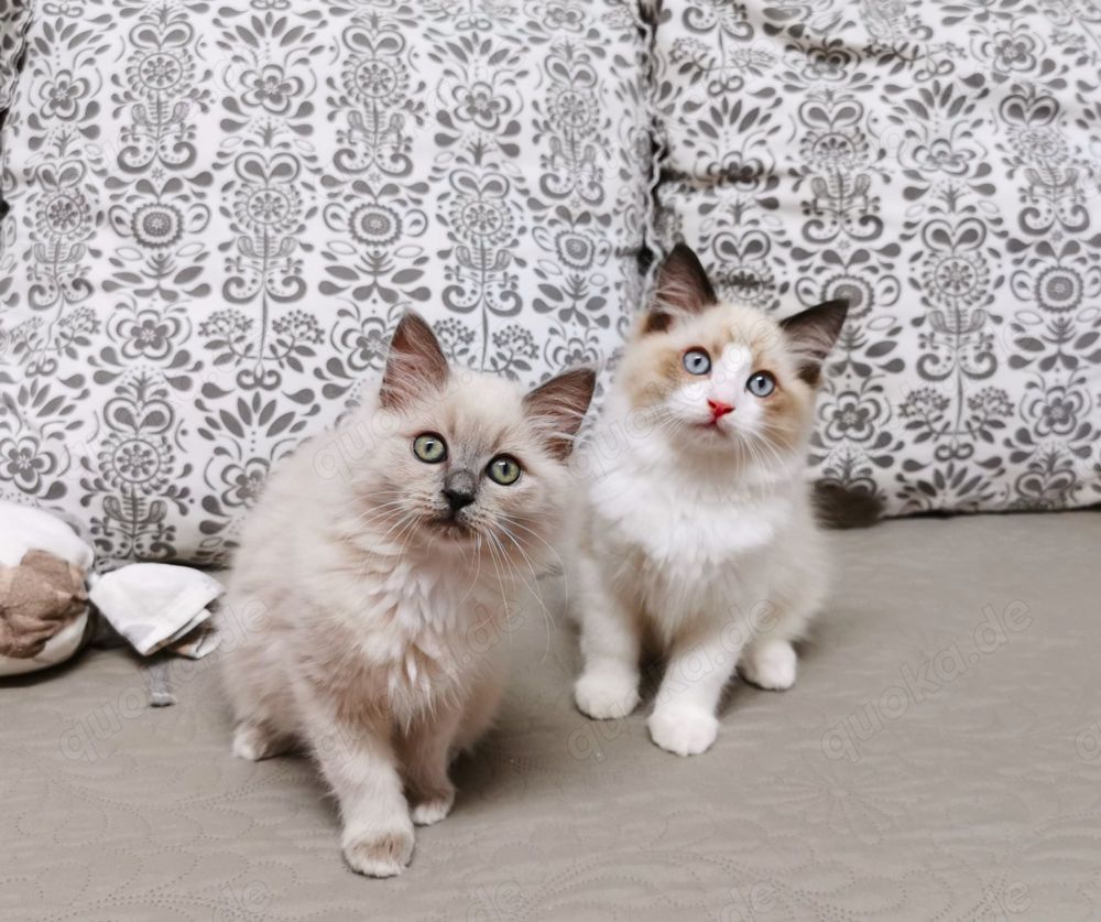 Ragdoll Mink bicolour und point Kitten suchen ab 3.06 ein schönes Zuhause