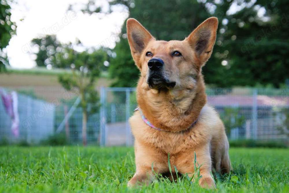 Vouki   der gutmütige Schäferhund-Mix mit Herz und Charme
