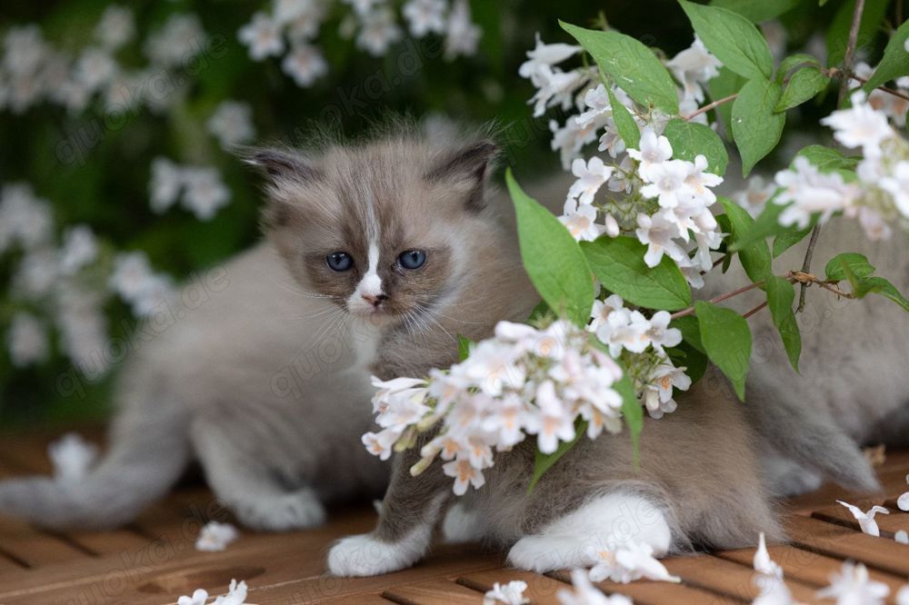 Ragdoll Kitten mit Stammbaum 
