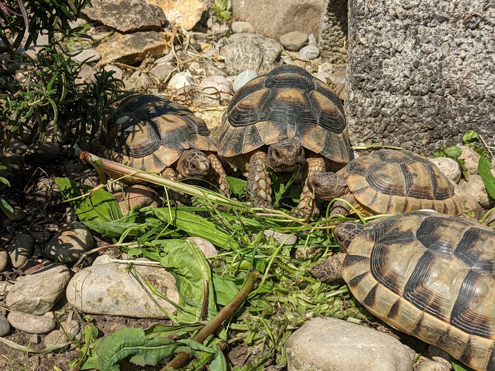 Nachzuchten Breitrandschildkröten Testudo Marginata 2017