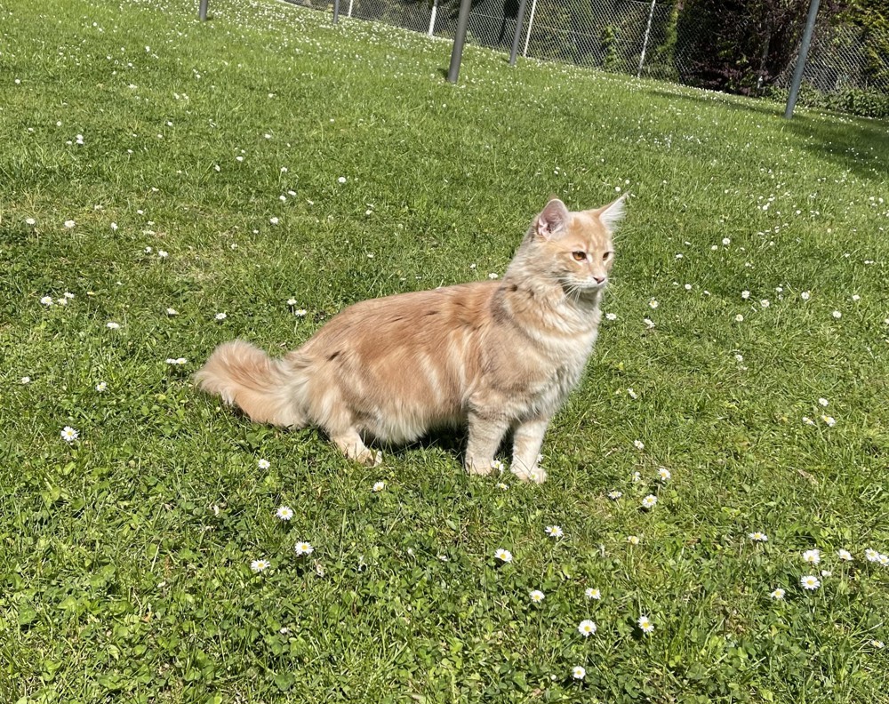 Hübscher Simba wartet sehnsüchtig auf eine Katzendame, der er seine Gunst erweisen kann!