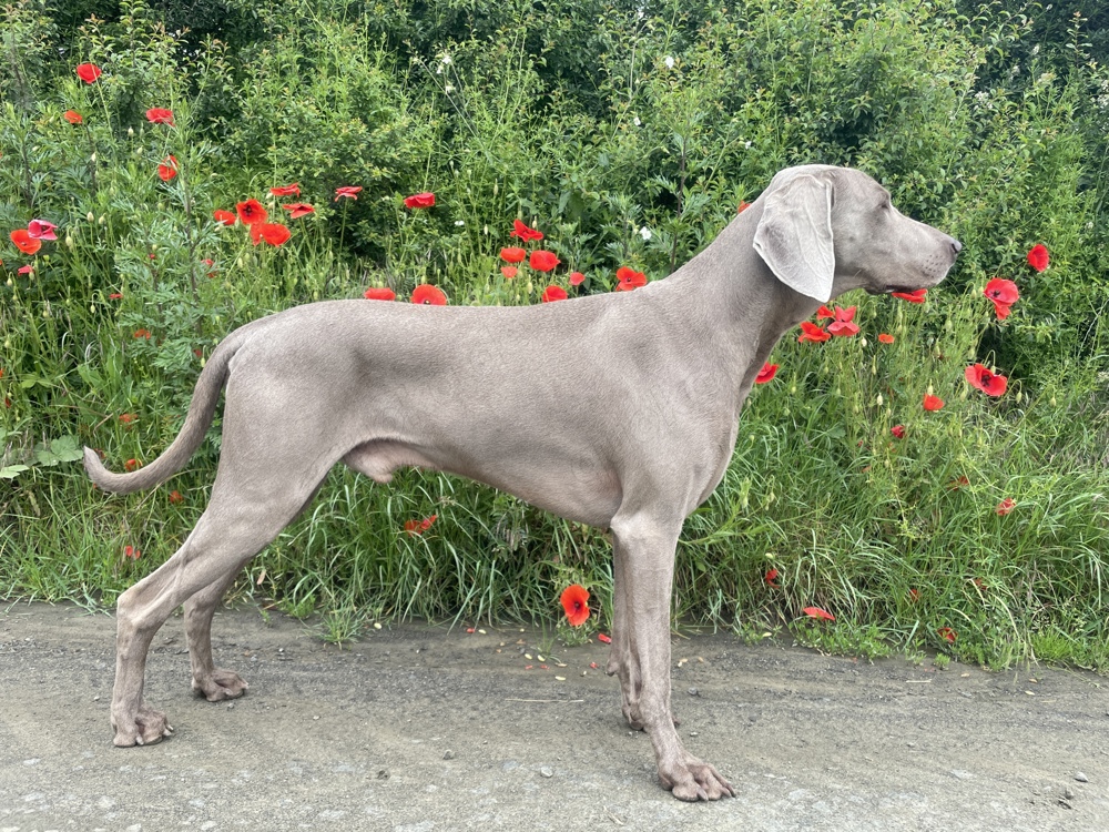 Weimaraner Deckrüde FCI